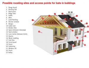 Examples of roosting and access points for bats in buildings