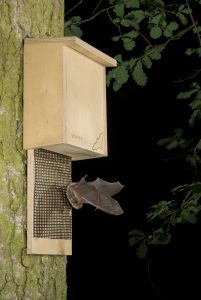 Daubenton's bat; Myotis daubentonii