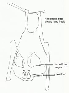 Rhinolophid bat