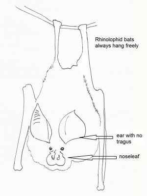 Species - Bat Conservation Ireland