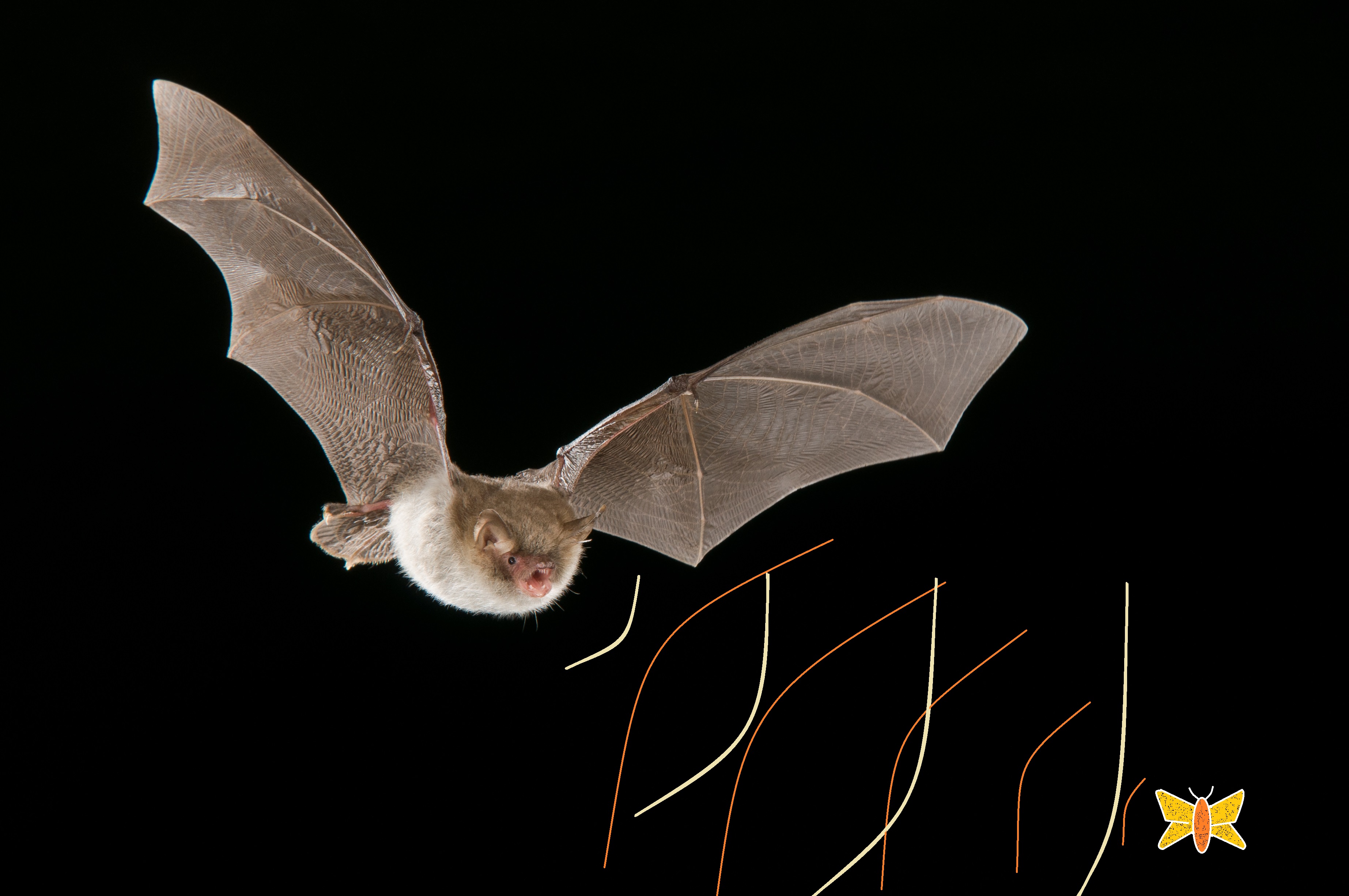 Image result for echolocation bats