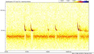 Examples of pipistrelle bat echolocation calls recorded by time expansion detector