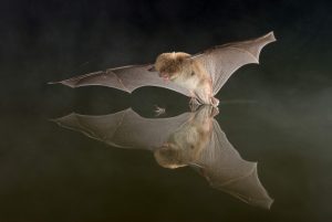 Daubenton's bat hunting over water