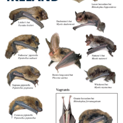 Bat Species Poster - A4