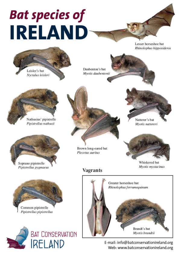 Bat Species Poster - A4 - Bat Conservation Ireland