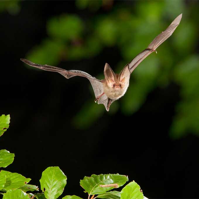 Brown long-eared bat in flight