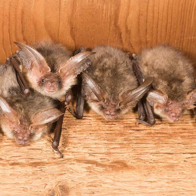 Brown long-eared bats in loft