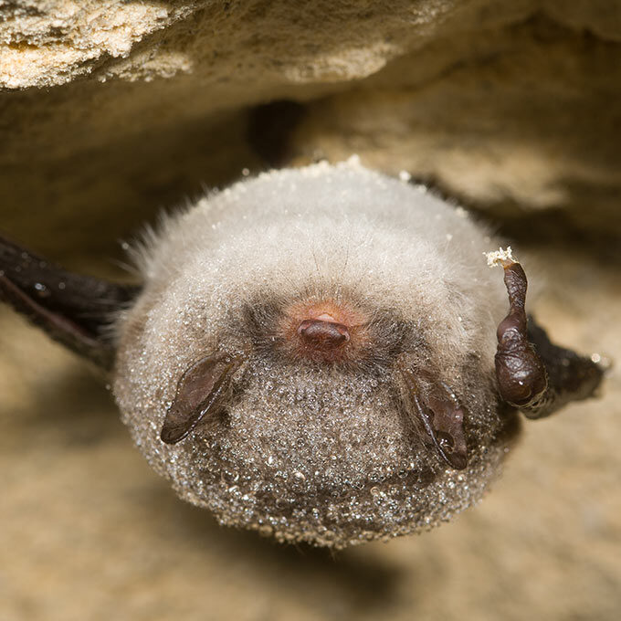 Daubenton's bat hibernating